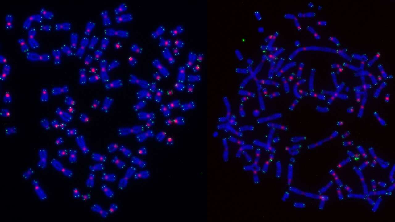 Esta IA hace en 20 minutos lo que a los científicos les ha llevado 6 meses: así descifra tu ADN