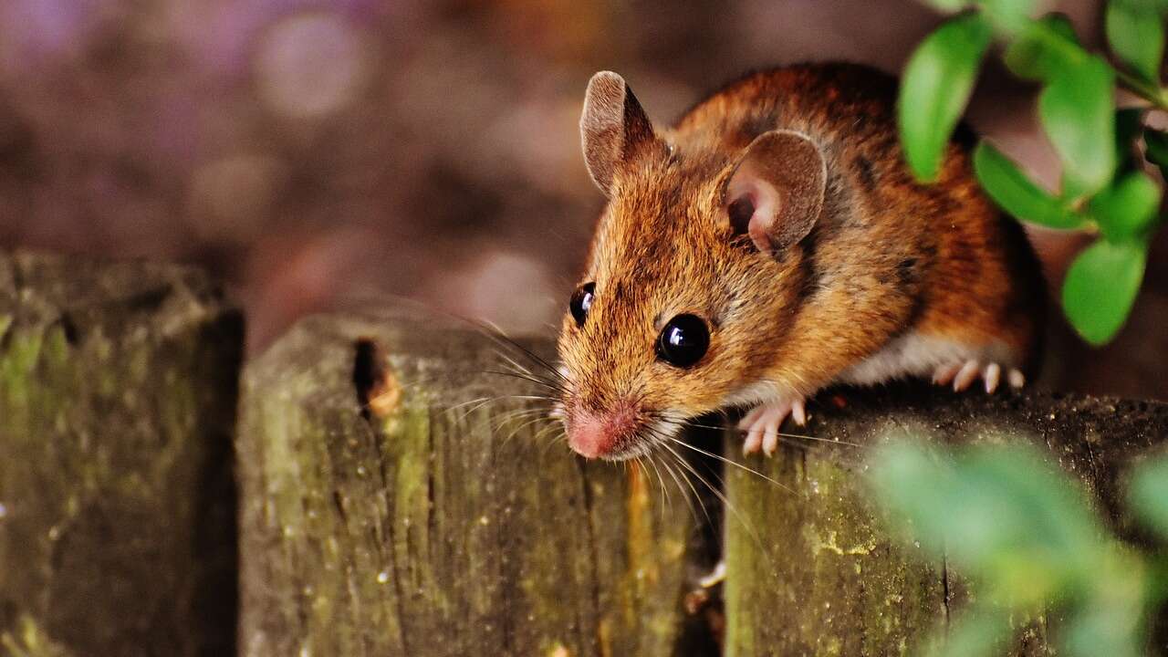 Adios a los ratones: la desconocida fruta que ayuda a espantar a estos animales de tu casa de una vez por todas