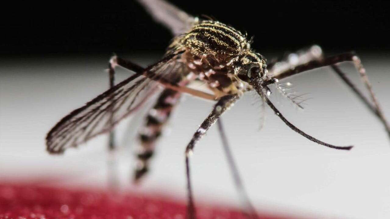 Las consecuencias de liberar mosquitos modificados genéticamente para luchar contra el dengue