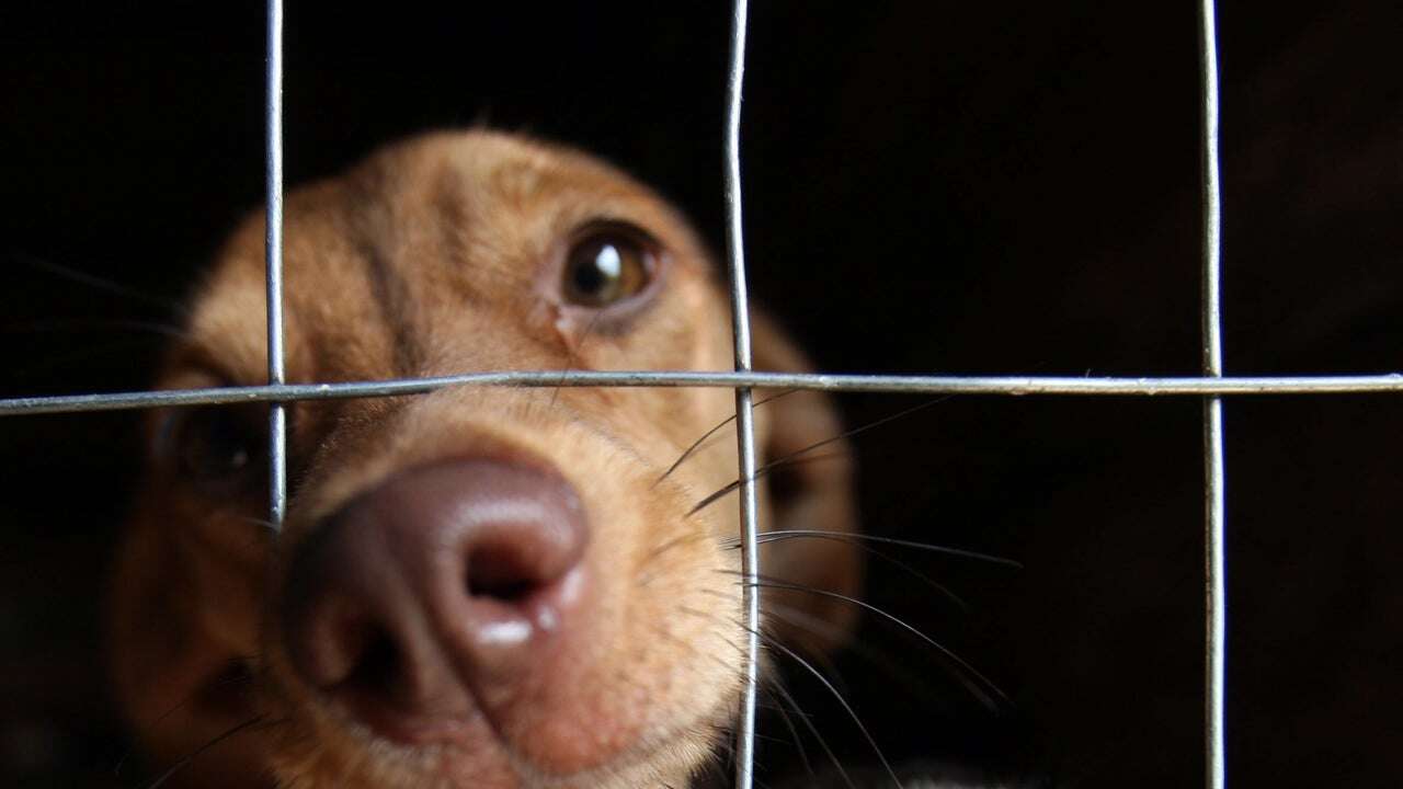 Ni el Husky Siberiano, ni el Pitbull: estas son las razas de perro que más se roban en el mundo