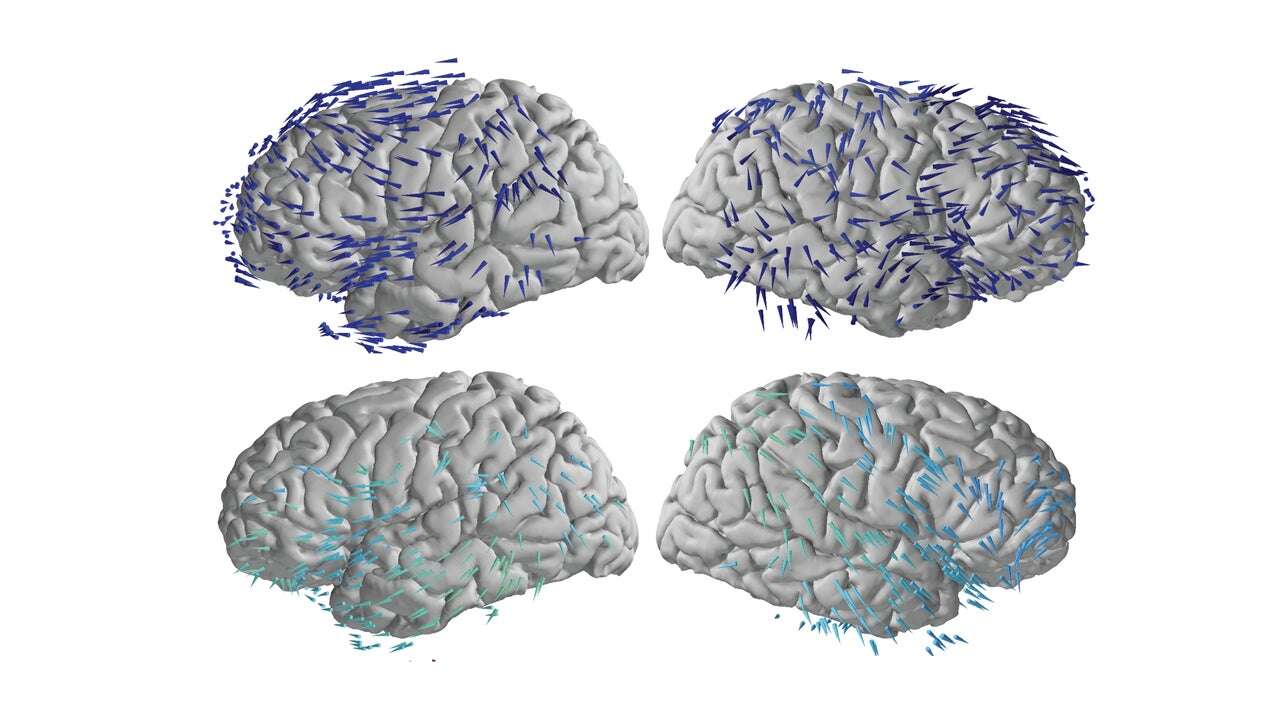 Descubren que las ondas cerebrales viajan en direcciones opuestas en un caso específico: la memoria