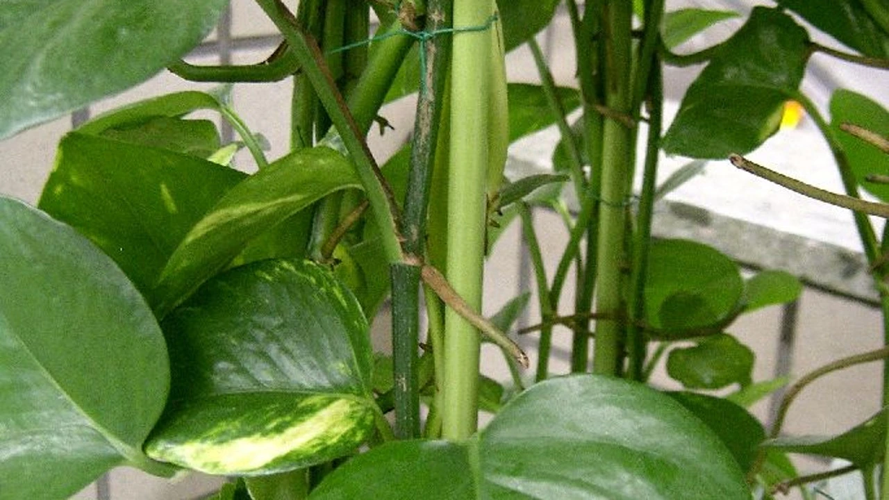 Esta es la planta de interior que elimina hasta el 73% de las sustancias cancerígenas del aire, según la NASA