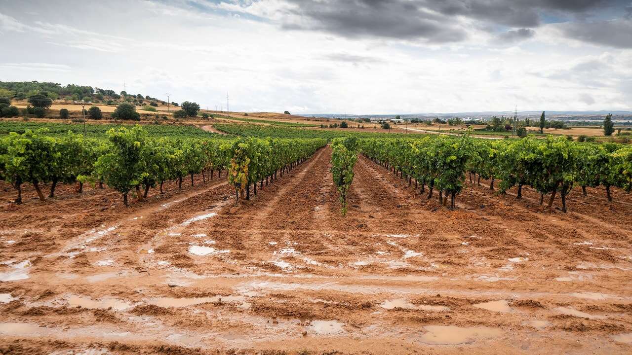 Ribera del Duero celebra la II edición de su Gran Premier