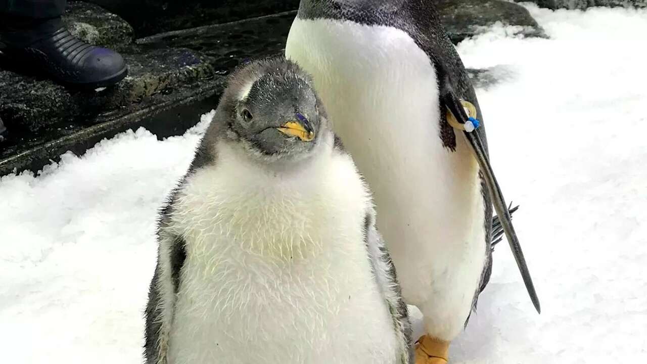 Fallece Sphen, el icónico pingüino LGTBIQ+ de Sídney