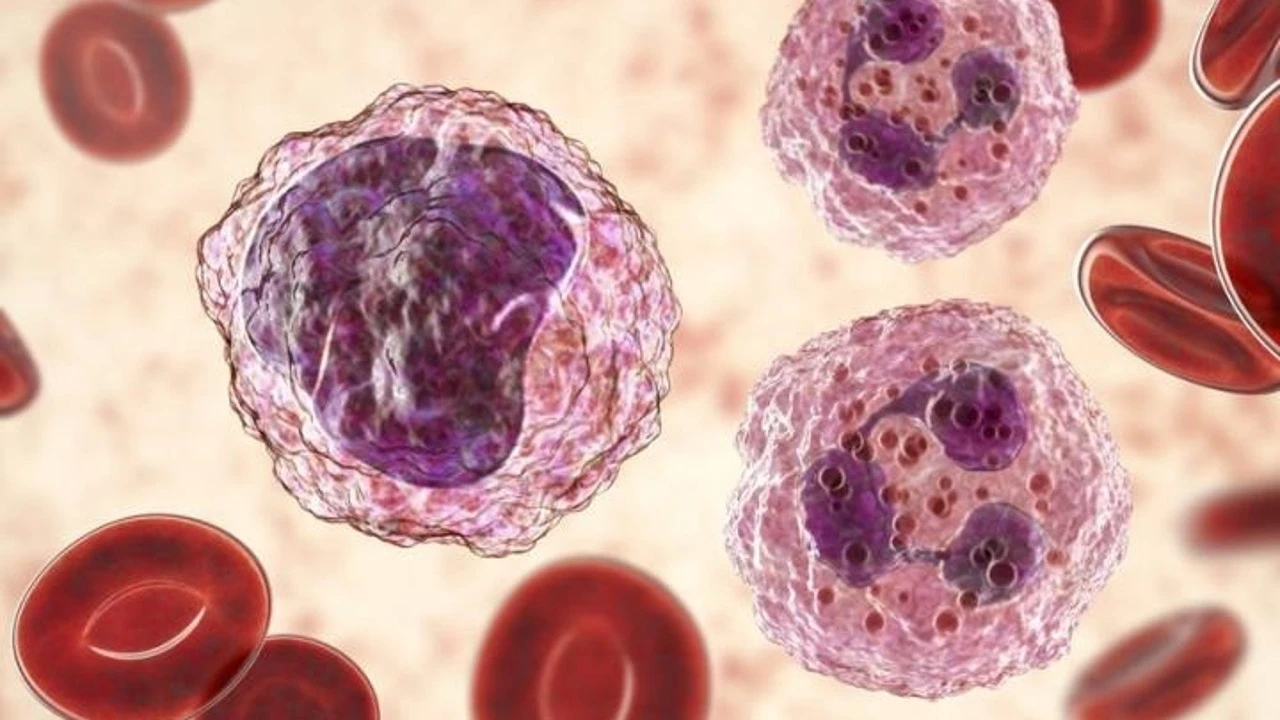 El rejuvenecimiento de células sanguíneas, vía clave para combatir los tumores hematológicos