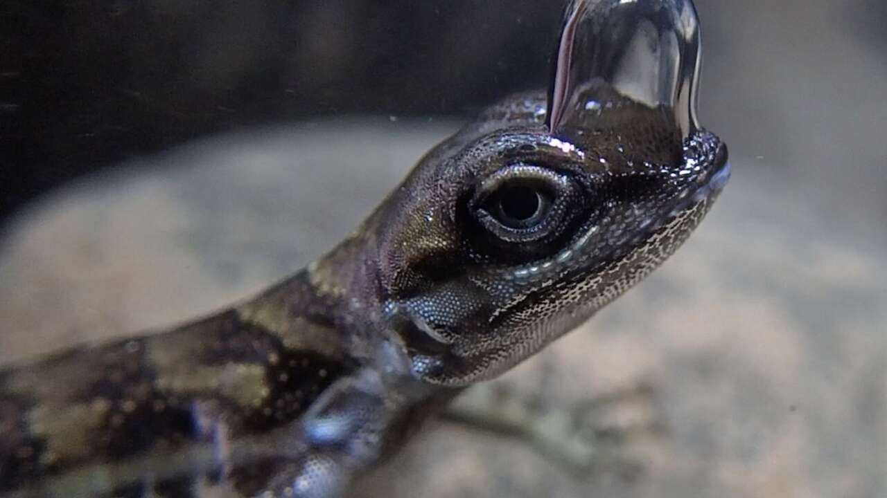 Descubren el extraño truco de este reptil para contener 20 minutos la respiración