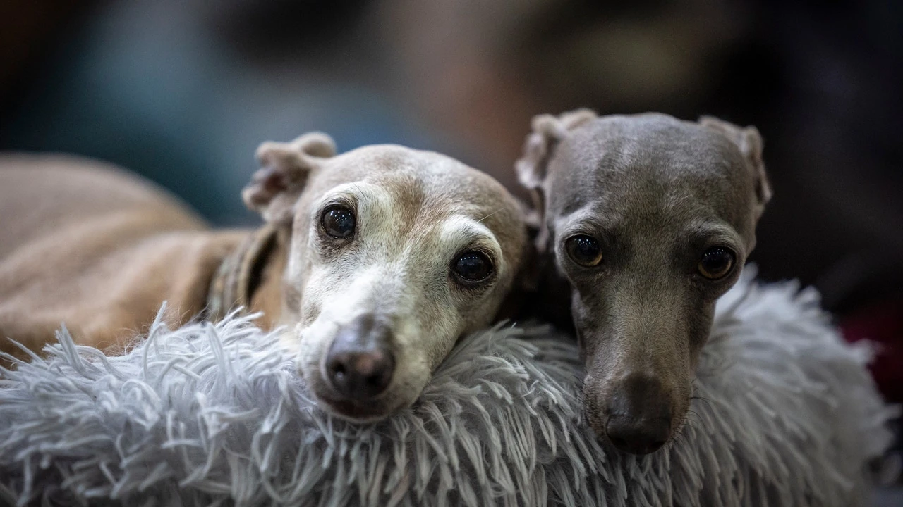 El 52% de perros y gatos sufrió problemas de salud en 2024
