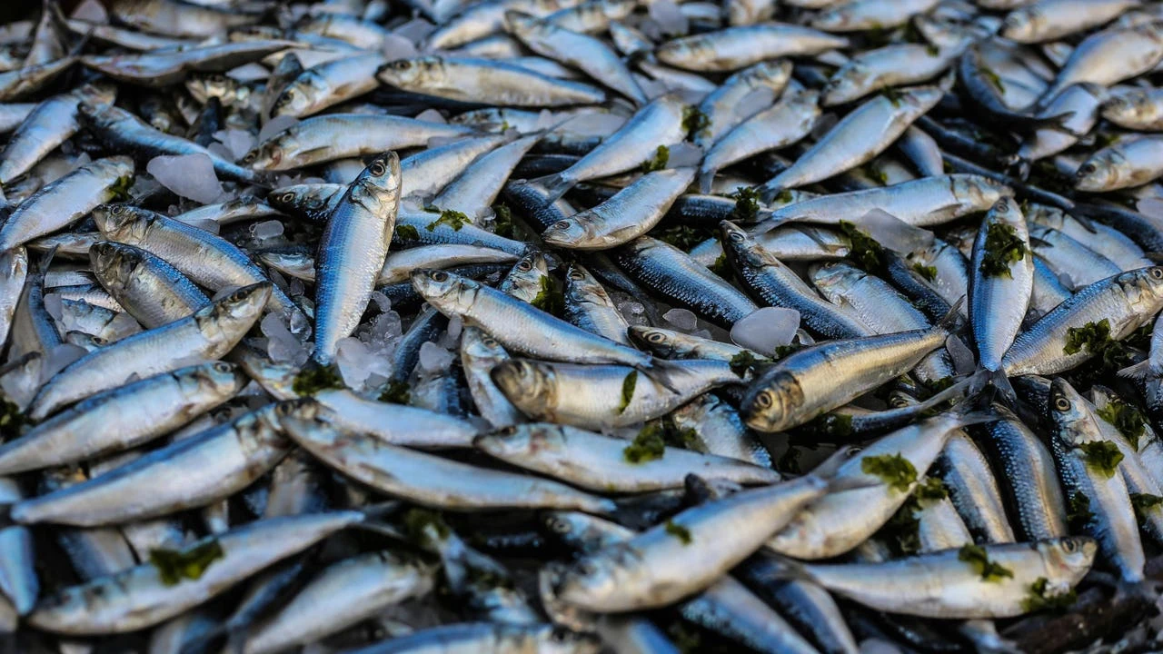 El país donde la lluvia de peces ya es habitual: el enigmático fenómeno sucede una vez al año