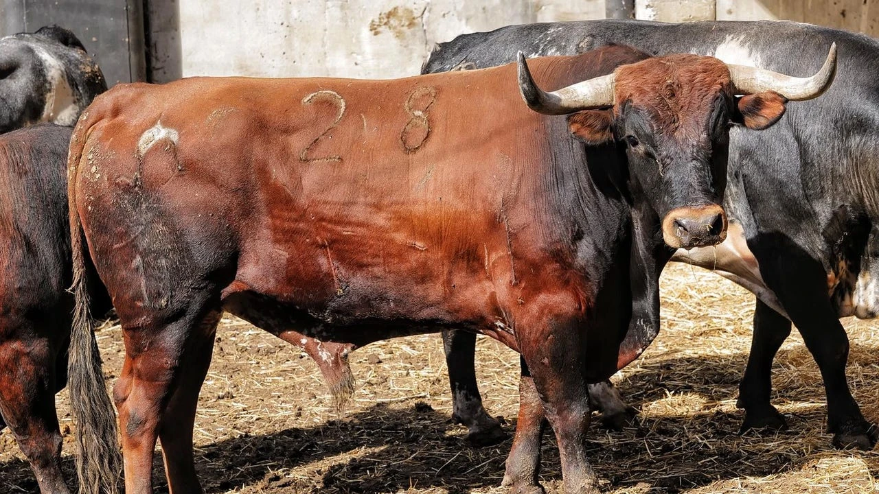 Estos son los temidos toros de Miura que serán lidiados esta tarde en Cuatro Caminos