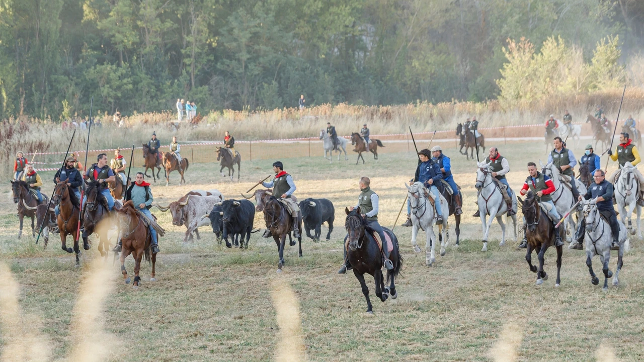 Estas ganaderías no fallan: descubre dónde nacen los toros que hacen historia
