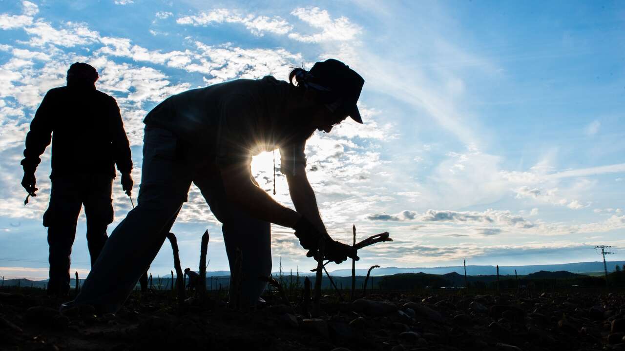 Los extranjeros que trabajan en el campo copan ya el 30% de las plantillas