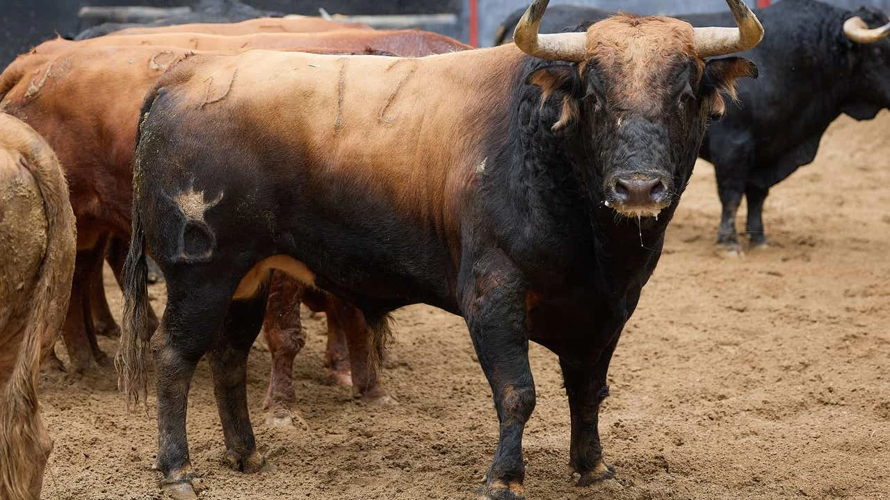 Los toros de Santiago Domecq, listos para dictar sentencia en Sevilla