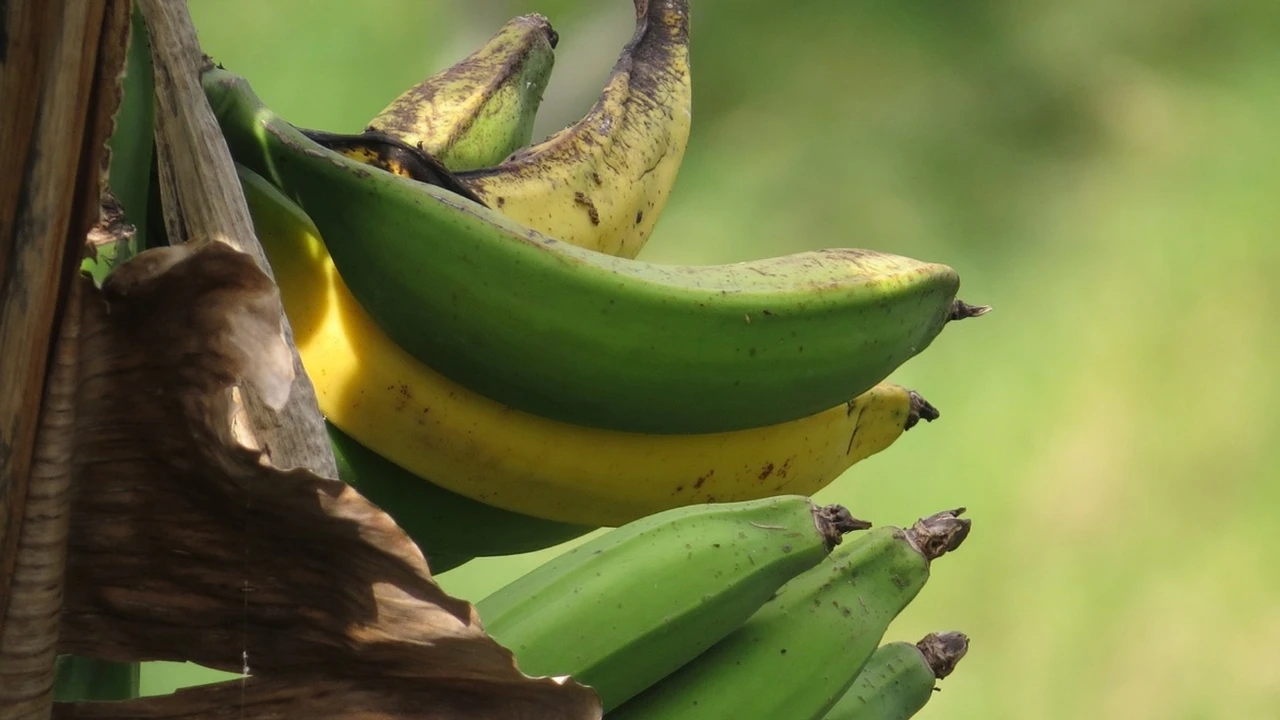 Así descubrió que los plátanos de Canarias ahora son más caros que el aguacate: 