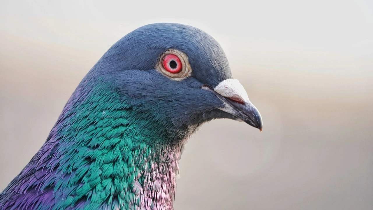 El truco definitivo para que las palomas no caguen en el poyete de tus ventanas ni en la barandilla de tu terraza