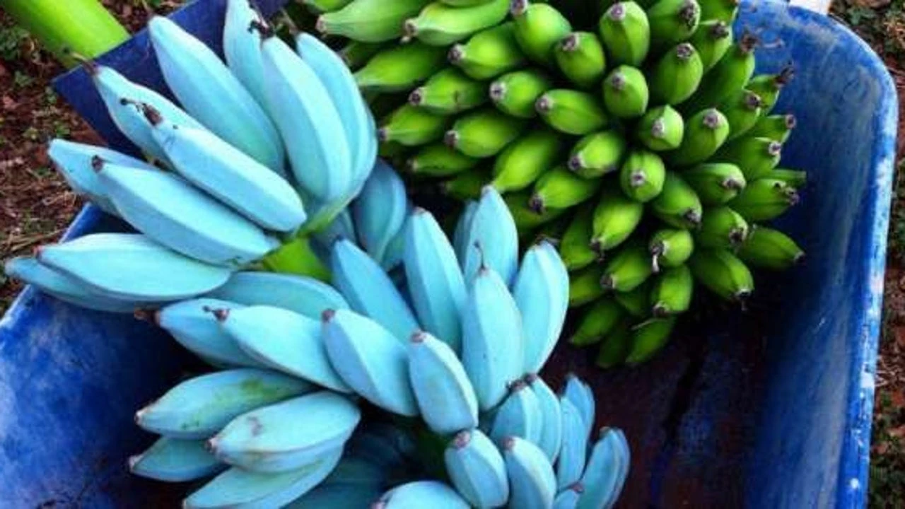 No es ciencia ficción: España tiene un plátano azul que sabe a helado de vainilla