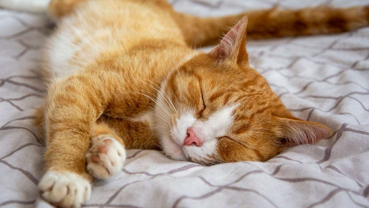 El lugar donde duerme tu gato no es casualidad: este es su significado