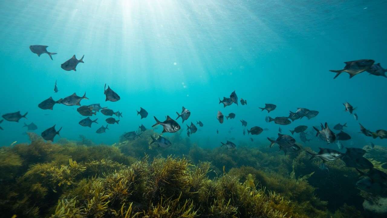 La Unesco crea un mapa de especies marinas basándose en el ADN del agua