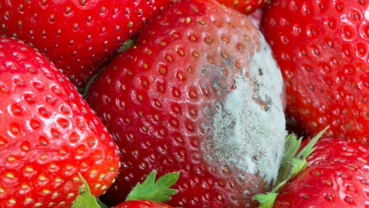 El cocinero Pedro Venteo enseña a limpiar las fresas para que no les salga moho