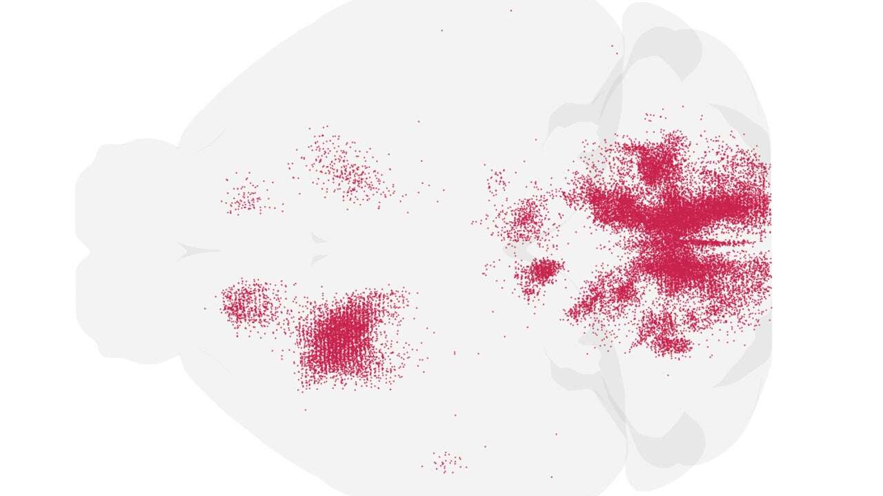 Utilizan un virus mutante para crear un mapa de las conexiones entre el cerebro y el cuerpo