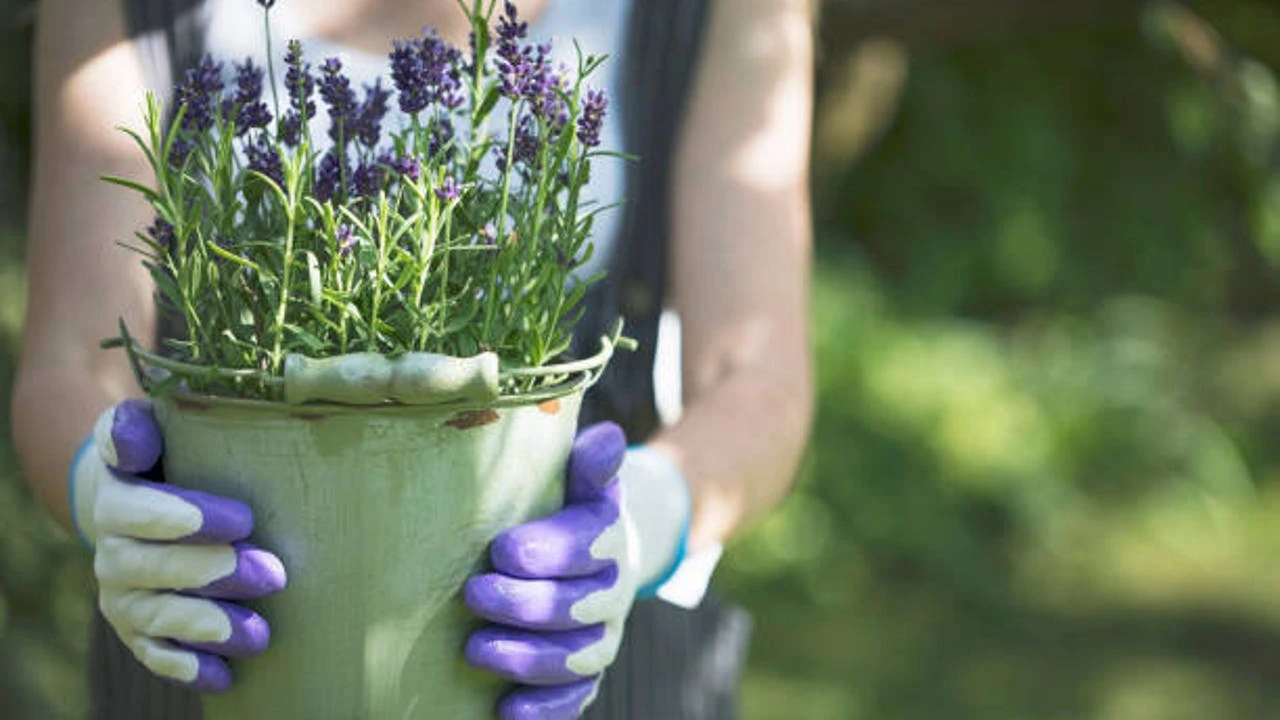 Estas son las plantas que mejor aguantan el verano en España y casi no necesitan riego