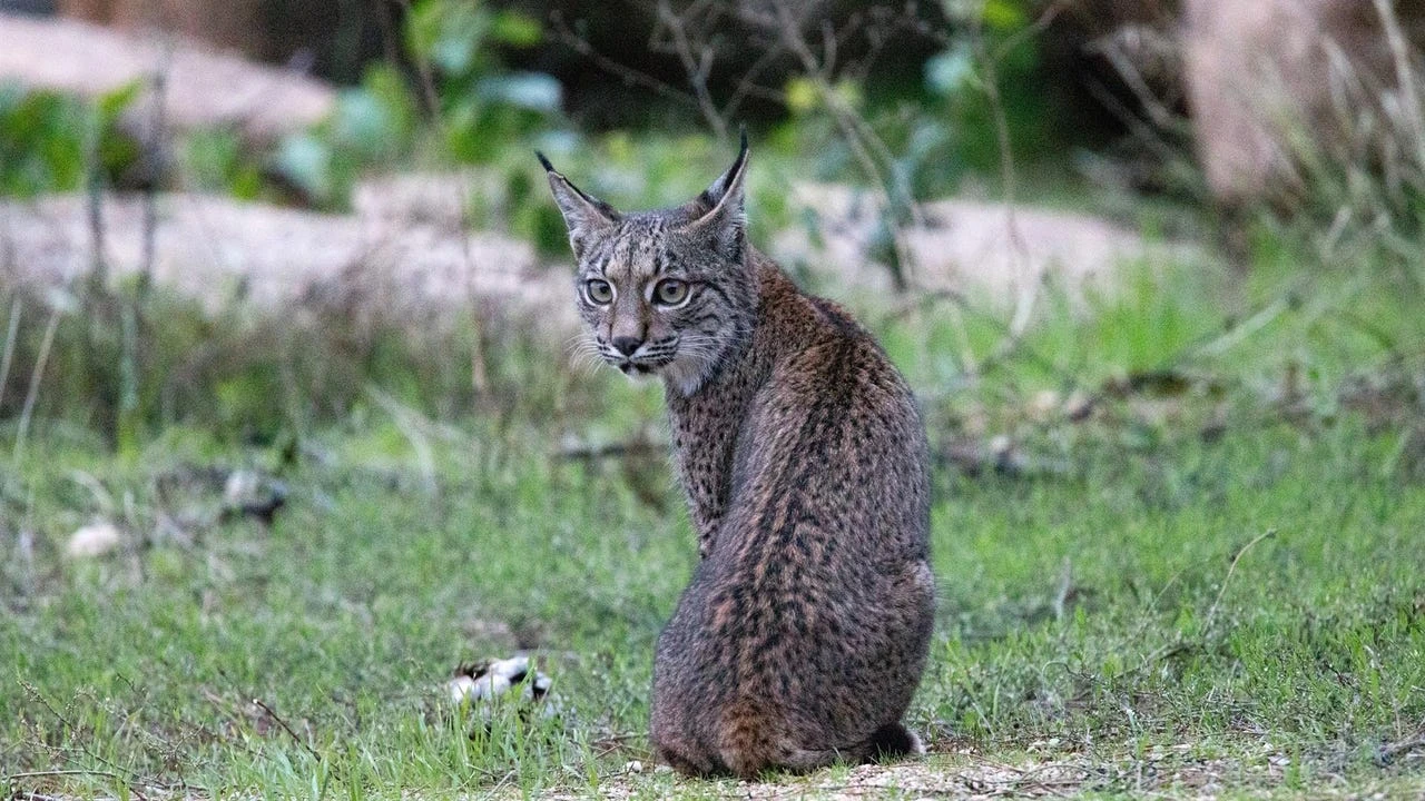 Investigadores rescatan registros de 59 especies amenazadas en España