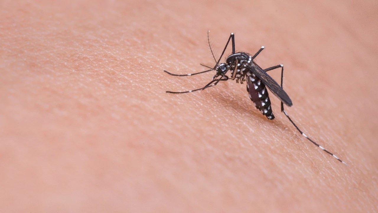 Esta es la razón por la que siempre te pican los mosquitos: la respuesta está en tu olor corporal