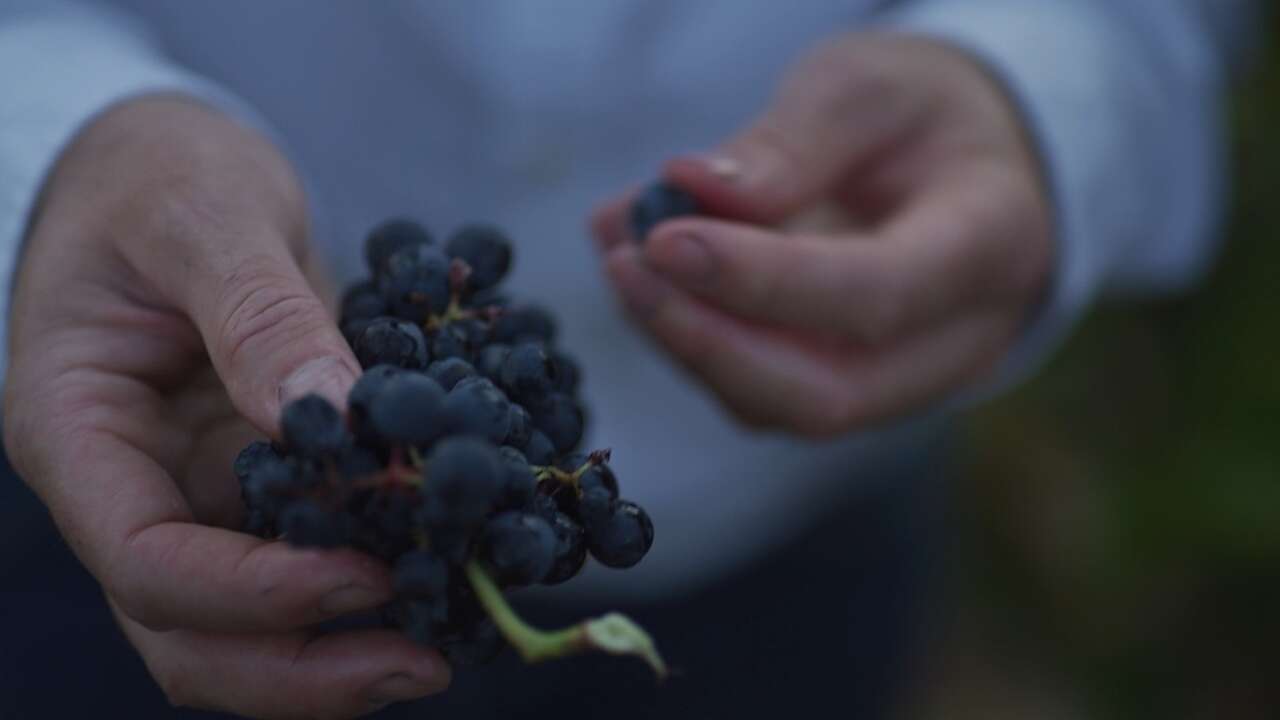 Si utilizas esta palabra, seguro que eres 'Denominación de Origen' La Rioja