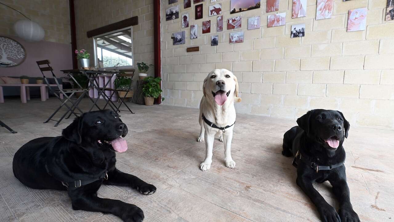 ¿Deben llevar abrigo los perros en invierno? Una veterinaria sorprende con la respuesta