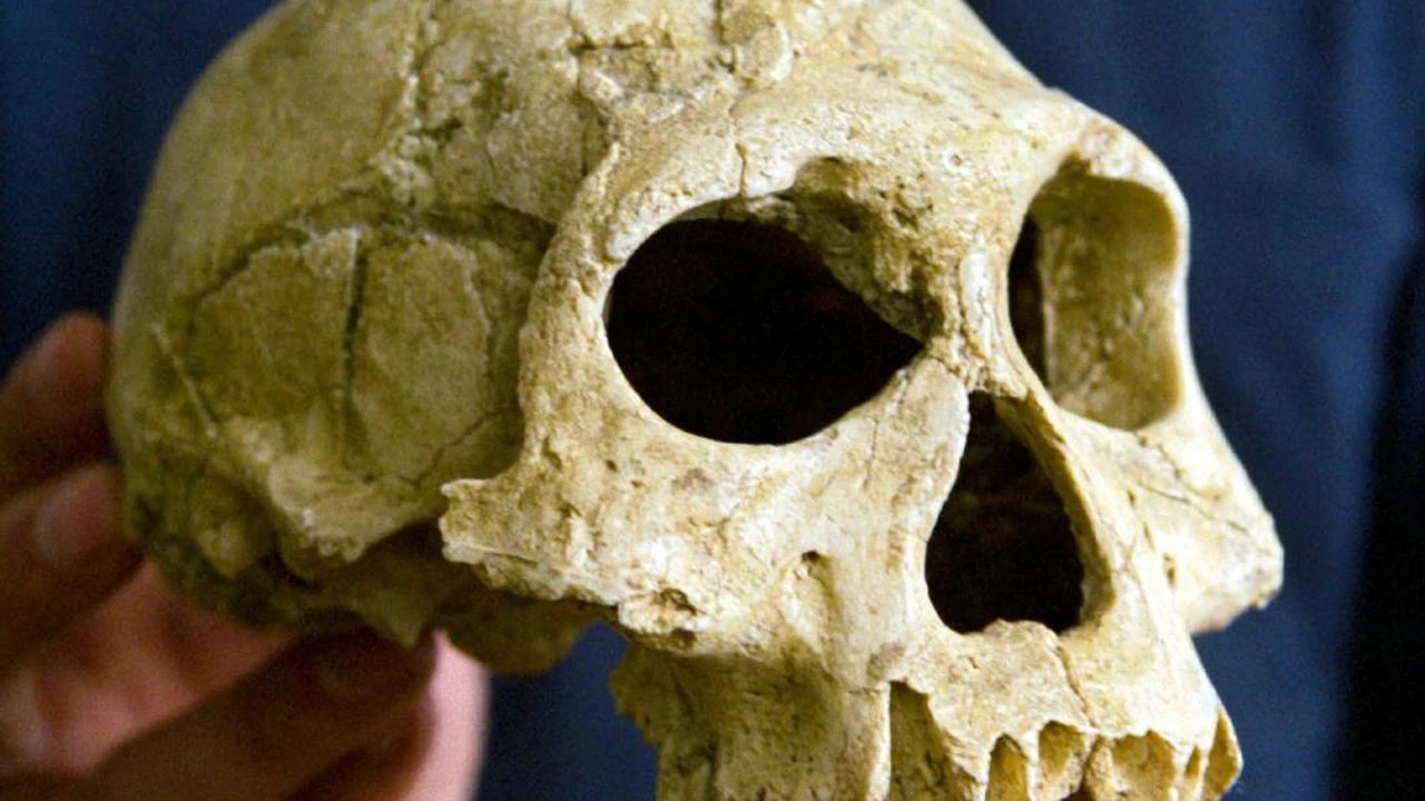 Hace 1,8 millones de años, estos humanos vivieron una de las muertes más terroríficas posibles