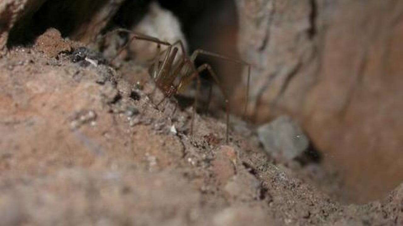 Plaga de arañas en Madrid: estas son las 7 más peligrosas que te puedes encontrar