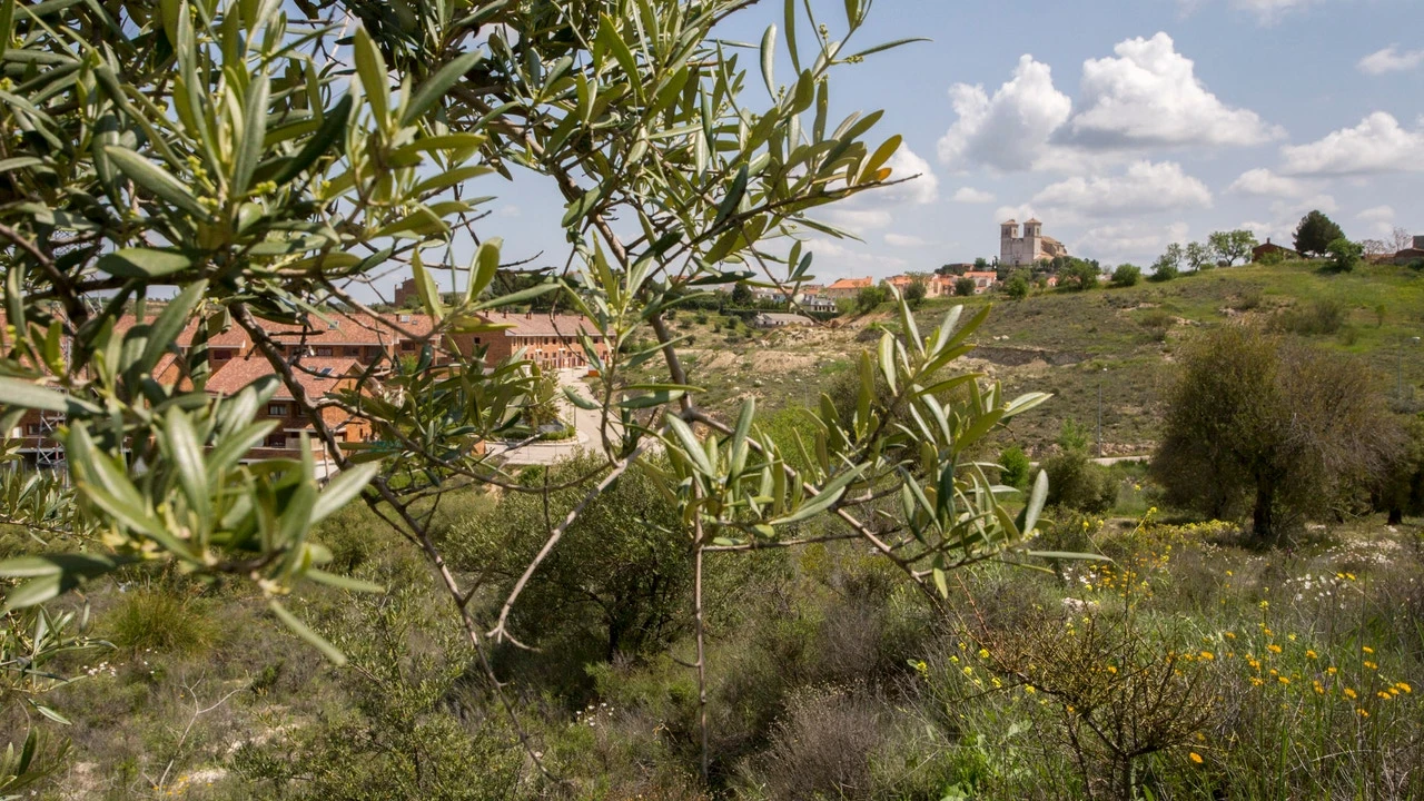El árbol típico de España que crea el hábitat perfecto para serpientes: muchos lo plantan sin saberlo