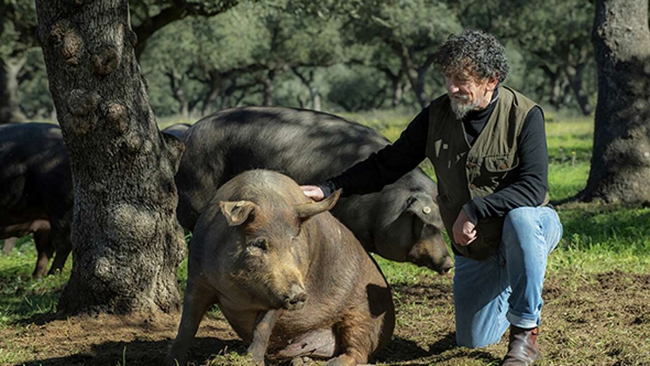 El cerdo ibérico del mejor jamón de España no tiene miedo a los aranceles de Trump