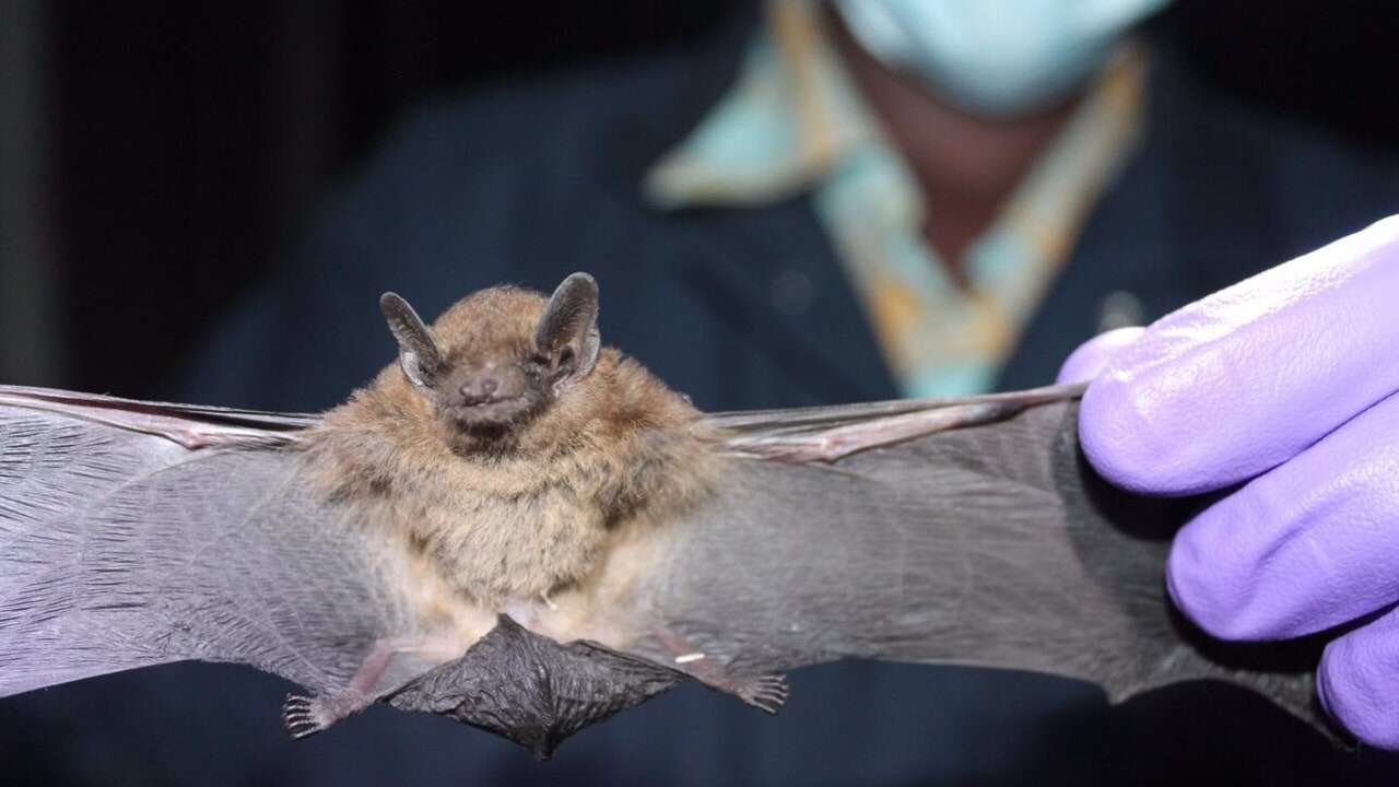 El ECDC descarta que el nuevo coronavirus identificado en murciélagos pueda transmitirse a humanos