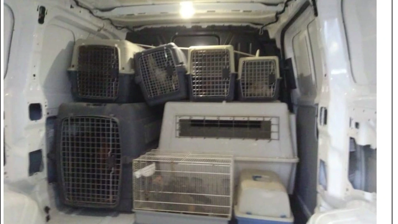 Cinco investigados por cortar ilegalmente crestas a gallos de pelea en Tenerife