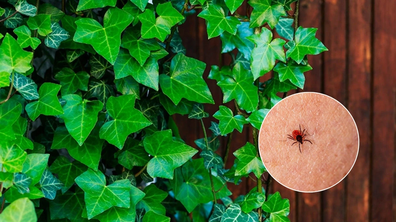 Si deseas mantener las garrapatas alejadas de tu jardín, evita cultivar estas 4 plantas