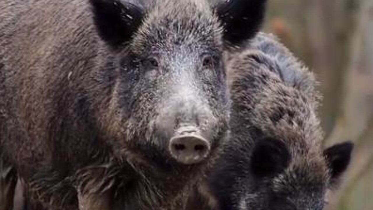 Cierran una carnicería en París por vender carne de jabalí a los musulmanes