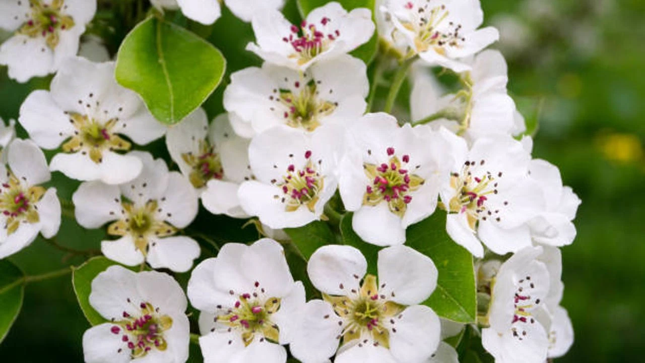 La planta trepadora ideal para plantar en primavera y llenar el jardín de perfume el resto del año