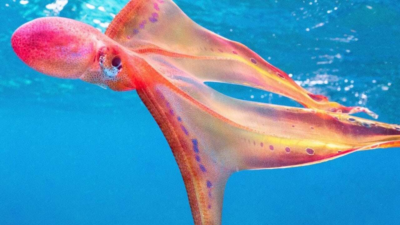 El primer cromosoma sexual nos viene del pulpo