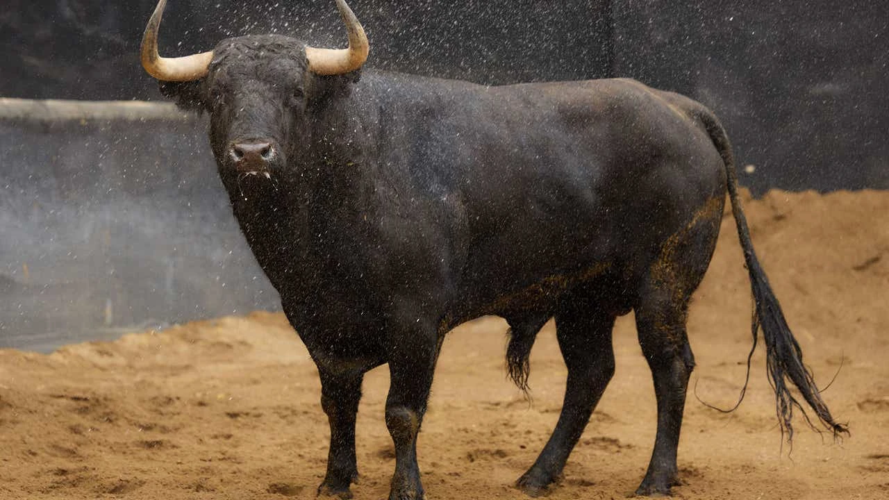 Los toros de Domingo Hernández, listos para la tarde más esperada de Sevilla