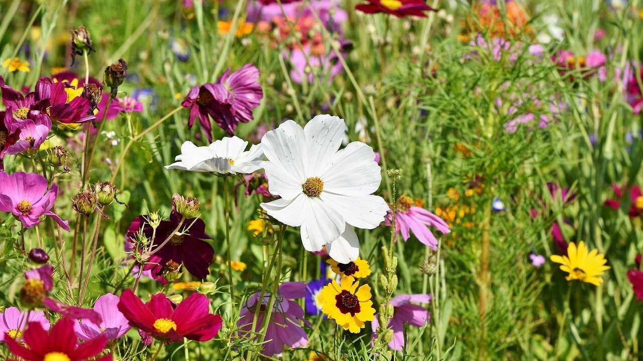 Ni pasiflora ni lúpulo: la planta trepadora que necesita tu jardín