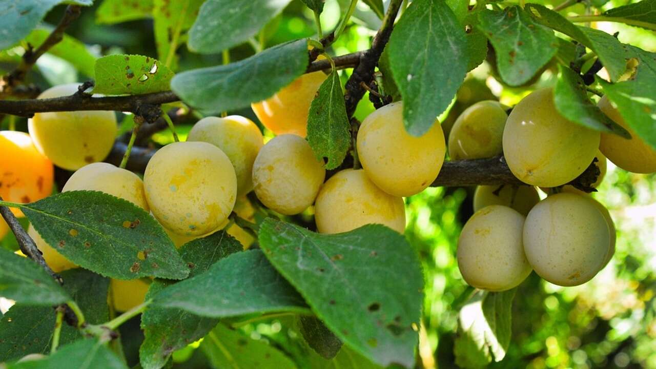 Los árboles frutales que crecen bien en macetas pequeñas, según un arborista y horticultor