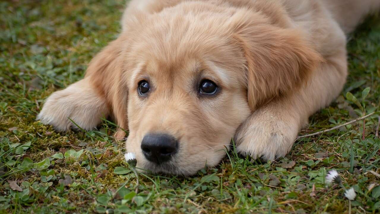 Por qué tu perro te sigue a todos lados: podrías estar provocándole un trastorno mental