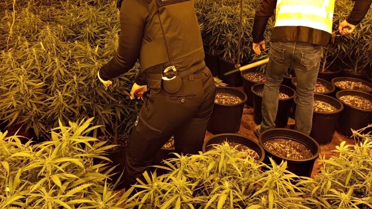 Detenidas 14 personas de una organización criminal que enviaba marihuana a Irlanda en sacos de pienso