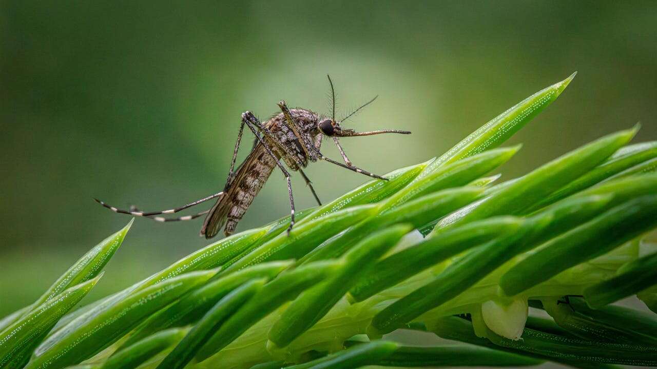 Un nuevo caso de virus del Nilo eleva a 6 los hospitalizados en Extremadura