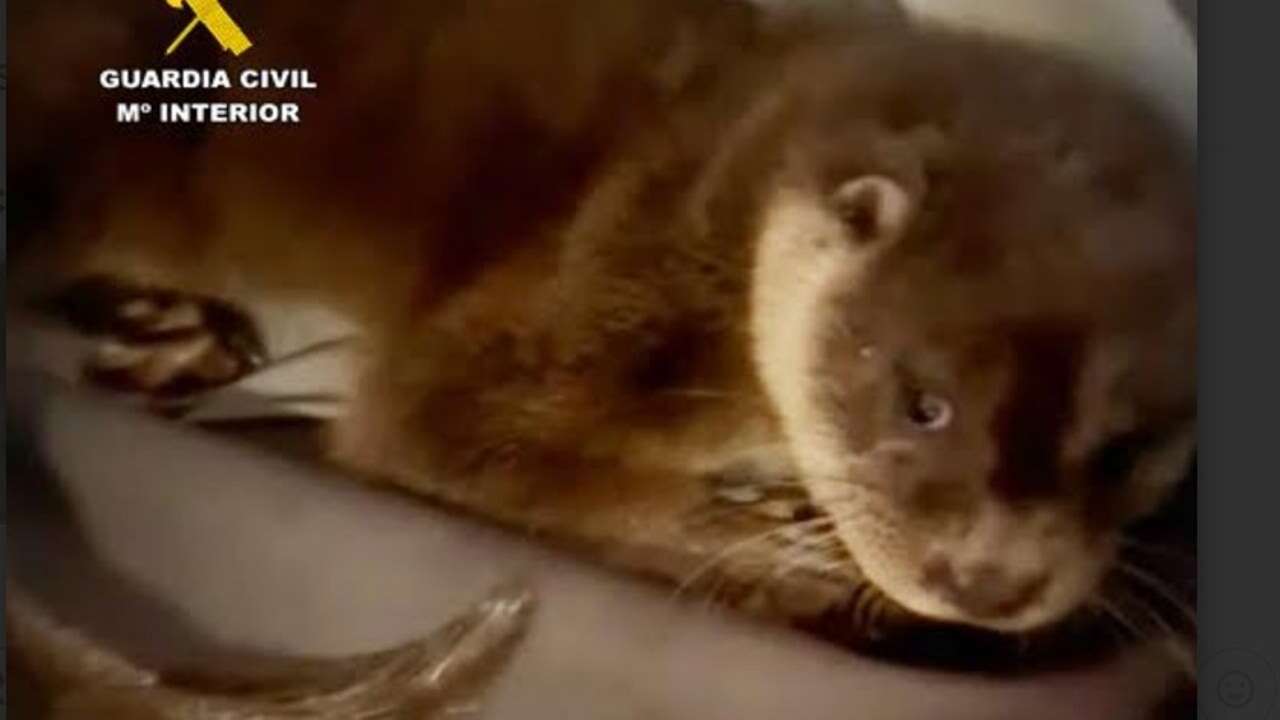 La Guardia Civil recupera una nutria en las vías del tren cerca del puerto de Santander