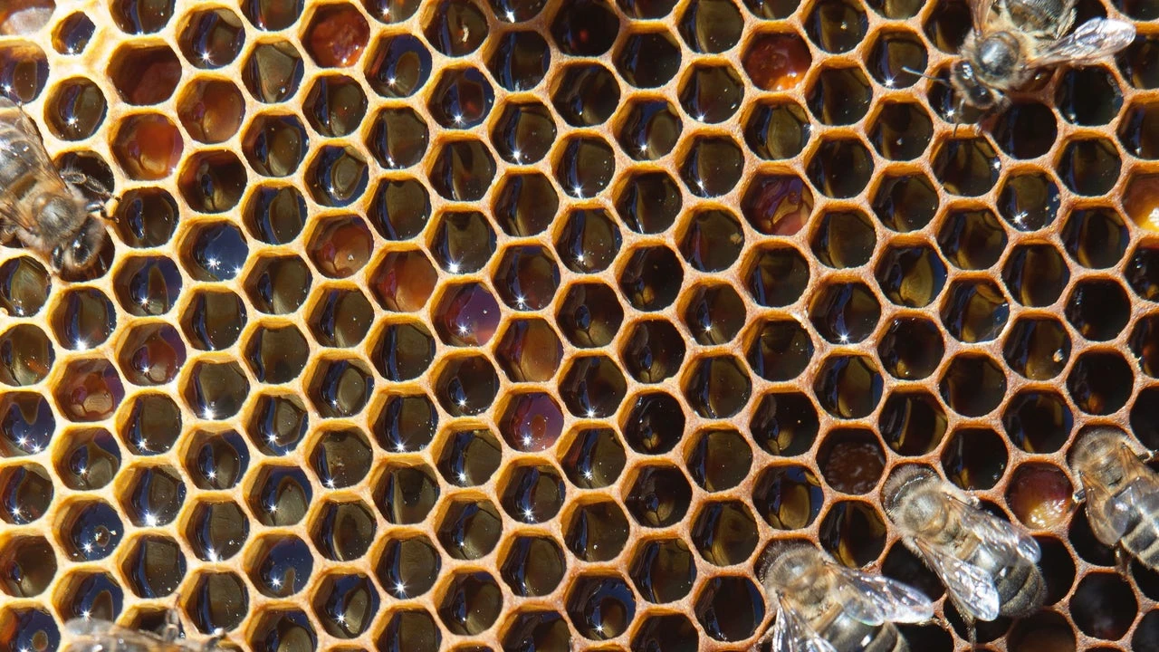 Muere un hombre 63 años por un brutal ataque de abejas en Alcaine (Teruel)