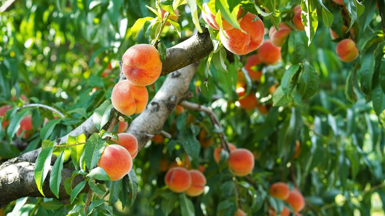 Un simple gesto y tus melocotones explotan de sabor: el truco natural que ya conocían los antiguos