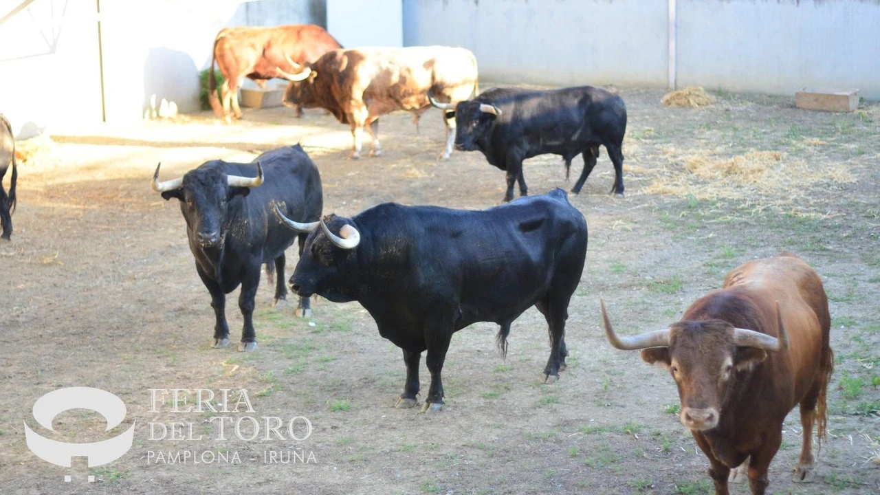 Victoriano del Río, estos son los toros que corren hoy en San Fermín: así es la ganadería