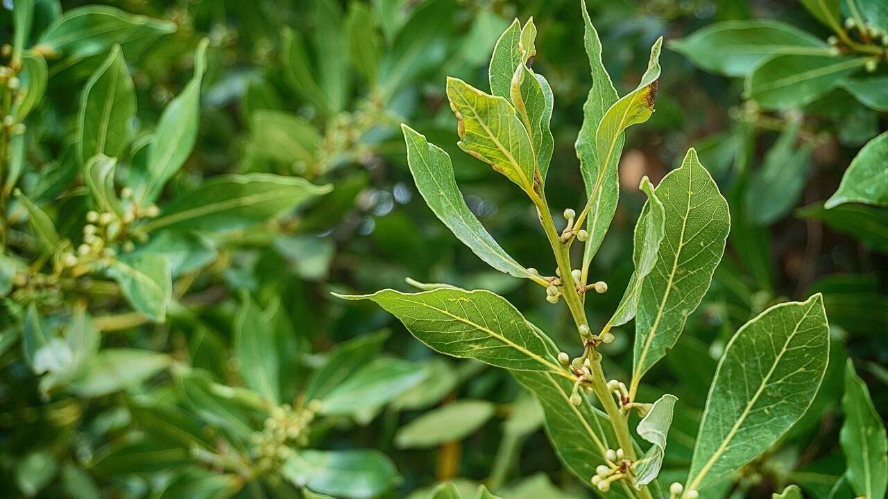 El lugar donde debes poner las hojas de laurel para atraer la buena suerte