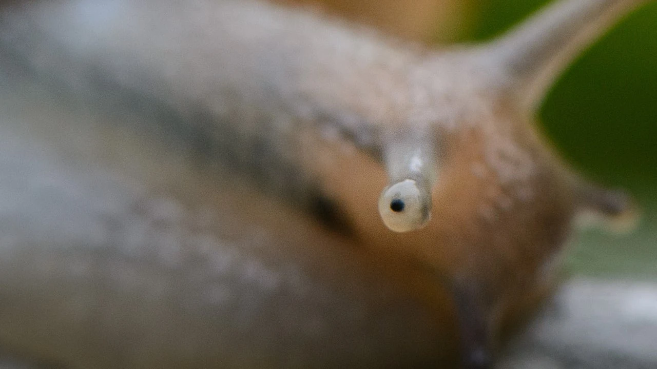 Los ojos de este caracol se regeneran: ¿podrían ayudar a los humanos a hacer lo mismo?